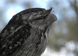 Magnificent eyebrows of the tawny frogmouth